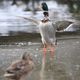 A duck that isn’t Long Boi, pictured in an act of overcompensation fueled by its desire to be Long Boi.